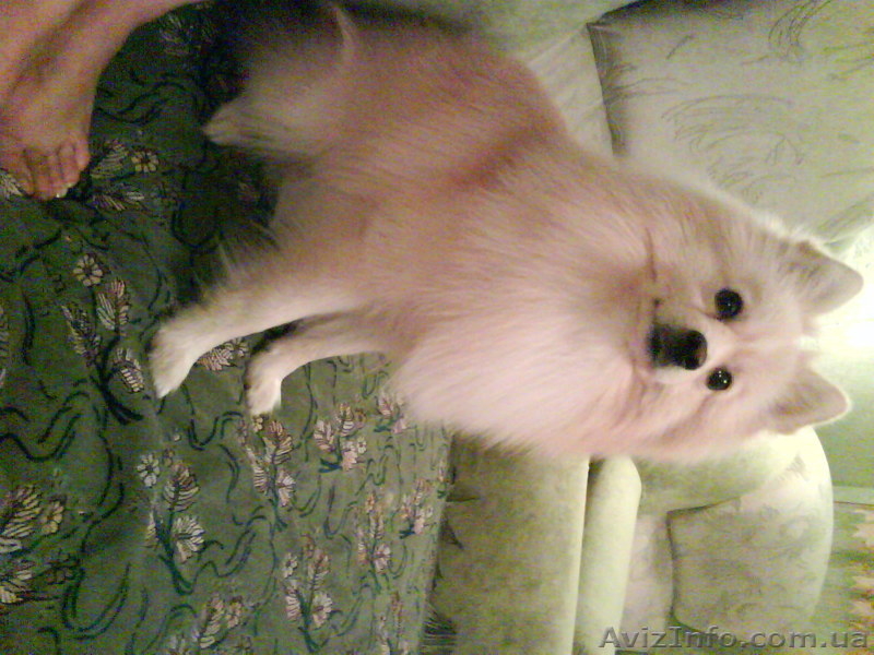 Продам Собаку Немецкого Шпица - <ro>Изображение</ro><ru>Изображение</ru> #1, <ru>Объявление</ru> #6987