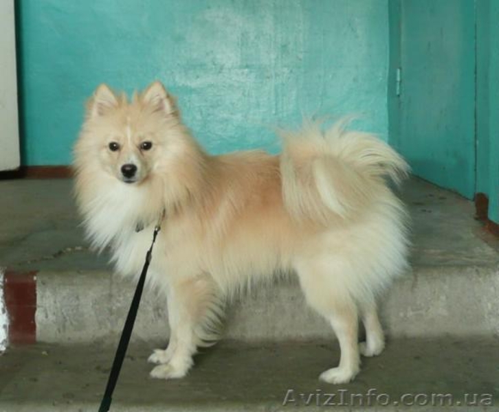 Продам Собаку Немецкого Шпица - <ro>Изображение</ro><ru>Изображение</ru> #2, <ru>Объявление</ru> #6987