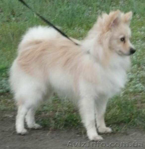 Продам Собаку Немецкого Шпица - <ro>Изображение</ro><ru>Изображение</ru> #3, <ru>Объявление</ru> #6987
