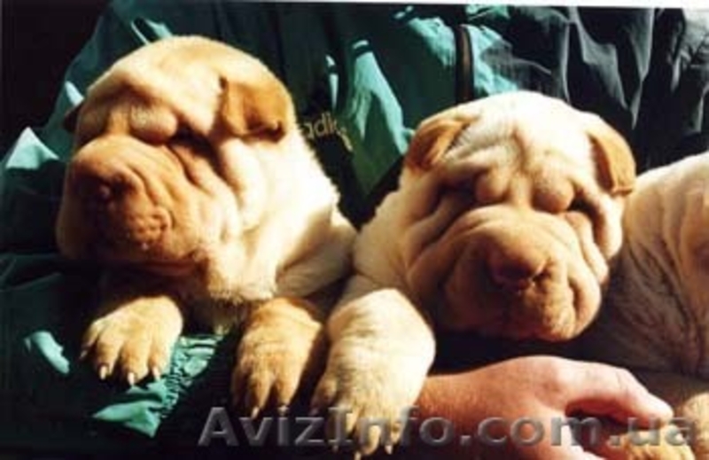 Шар-пей щенки различных окрасов. - <ro>Изображение</ro><ru>Изображение</ru> #2, <ru>Объявление</ru> #12226