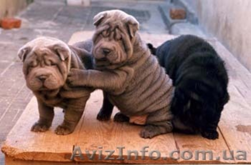Шар-пей щенки различных окрасов. - <ro>Изображение</ro><ru>Изображение</ru> #1, <ru>Объявление</ru> #12226