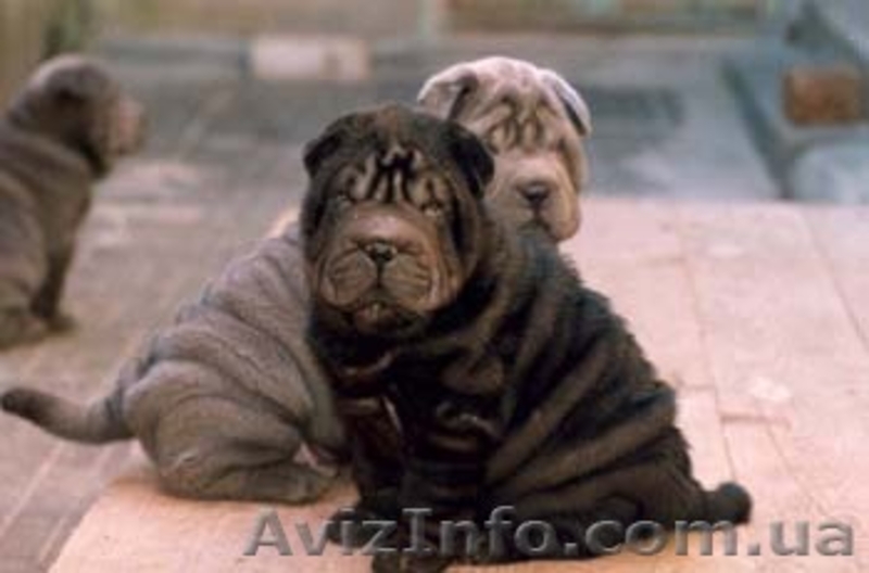 Шар-пей щенки различных окрасов. - <ro>Изображение</ro><ru>Изображение</ru> #3, <ru>Объявление</ru> #12226
