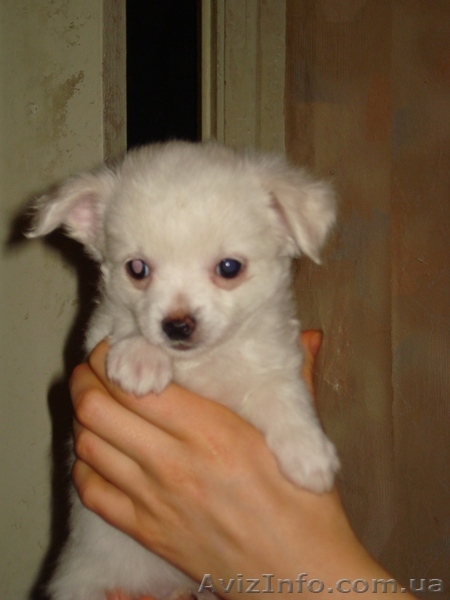 Продам щенка чихуахуа - <ro>Изображение</ro><ru>Изображение</ru> #2, <ru>Объявление</ru> #19201