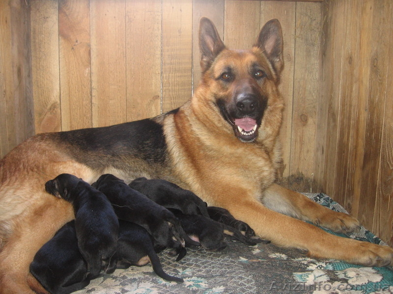 Щенки от немецкой овчарки.  - <ro>Изображение</ro><ru>Изображение</ru> #1, <ru>Объявление</ru> #24734