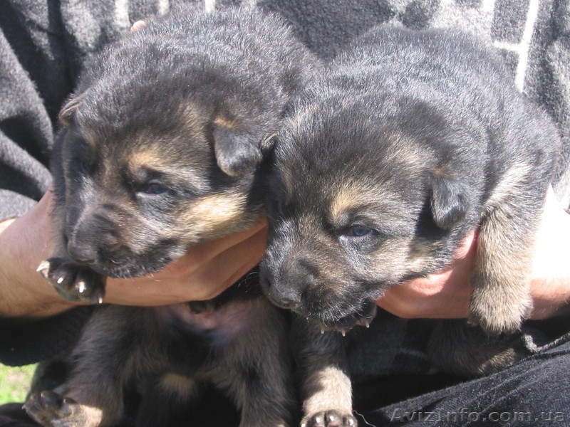 Щенки от немецкой овчарки.  - <ro>Изображение</ro><ru>Изображение</ru> #3, <ru>Объявление</ru> #24734