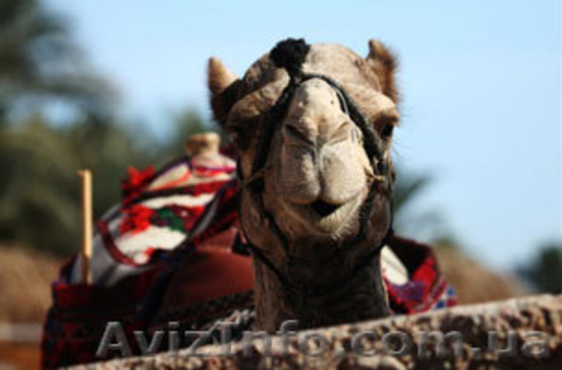 Отдых в Николаевке! Прямые рейсы из Полтавы - <ro>Изображение</ro><ru>Изображение</ru> #1, <ru>Объявление</ru> #34604