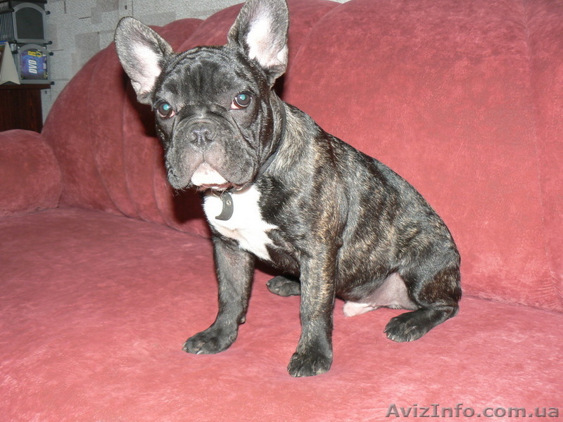 подрощенные французские бульдоги - <ro>Изображение</ro><ru>Изображение</ru> #3, <ru>Объявление</ru> #35197