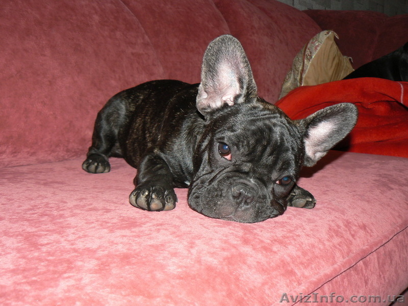 подрощенные французские бульдоги - <ro>Изображение</ro><ru>Изображение</ru> #4, <ru>Объявление</ru> #35197