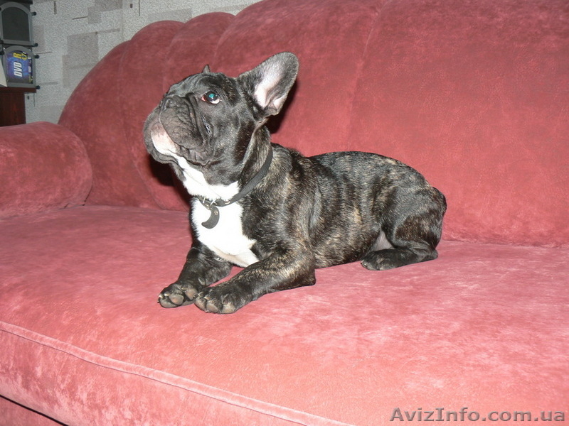 подрощенные французские бульдоги - <ro>Изображение</ro><ru>Изображение</ru> #5, <ru>Объявление</ru> #35197