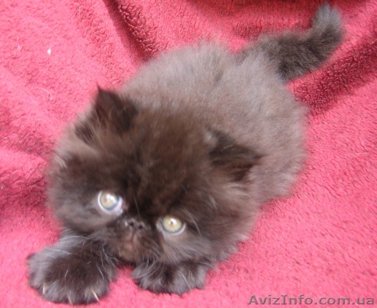 продаются персидские экстремальные котята - <ro>Изображение</ro><ru>Изображение</ru> #4, <ru>Объявление</ru> #49761