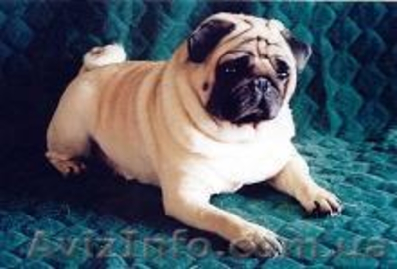  Завод мопсов"РЕБЯТА ДОМОВЯТА" - <ro>Изображение</ro><ru>Изображение</ru> #2, <ru>Объявление</ru> #64003