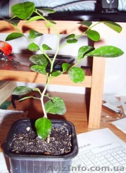 Плодовые и цветущие экзотические растения - <ro>Изображение</ro><ru>Изображение</ru> #2, <ru>Объявление</ru> #66969