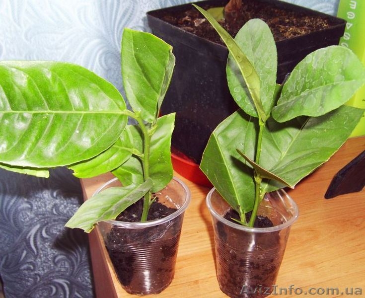 Плодовые и цветущие экзотические растения - <ro>Изображение</ro><ru>Изображение</ru> #5, <ru>Объявление</ru> #66969