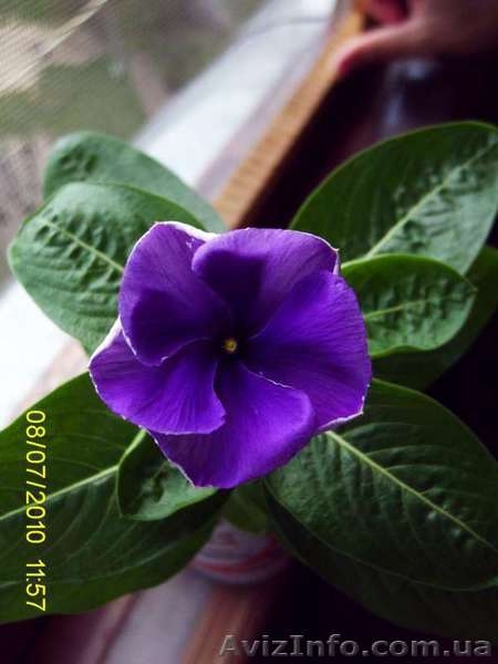 Плодовые и цветущие экзотические растения - <ro>Изображение</ro><ru>Изображение</ru> #3, <ru>Объявление</ru> #66969