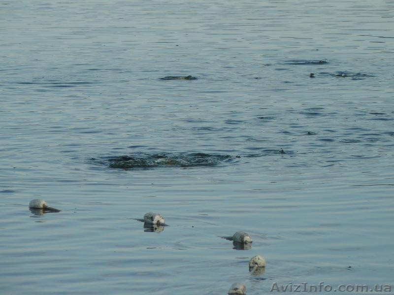 КАРП ВЕНГЕРСКИЙ, БЕЛЫЙ АМУР, ТОЛСТОЛОБИК.  - <ro>Изображение</ro><ru>Изображение</ru> #5, <ru>Объявление</ru> #79017