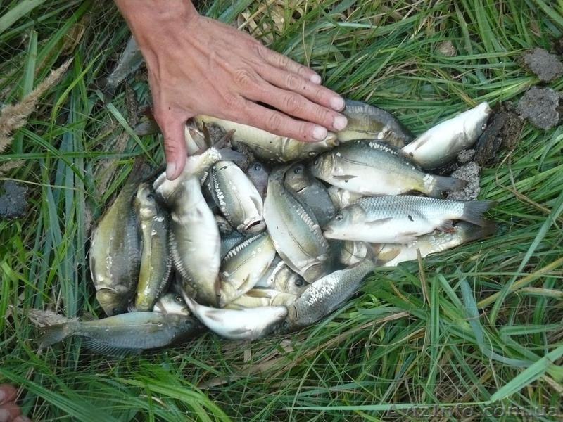 КАРП ВЕНГЕРСКИЙ, БЕЛЫЙ АМУР, ТОЛСТОЛОБИК.  - <ro>Изображение</ro><ru>Изображение</ru> #3, <ru>Объявление</ru> #79017