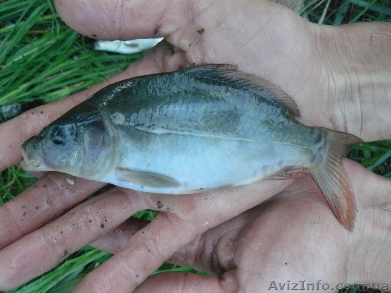 КАРП ВЕНГЕРСКИЙ, БЕЛЫЙ АМУР, ТОЛСТОЛОБИК.  - <ro>Изображение</ro><ru>Изображение</ru> #1, <ru>Объявление</ru> #79017