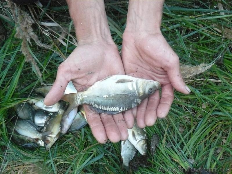 КАРП ВЕНГЕРСКИЙ, БЕЛЫЙ АМУР, ТОЛСТОЛОБИК.  - <ro>Изображение</ro><ru>Изображение</ru> #2, <ru>Объявление</ru> #79017