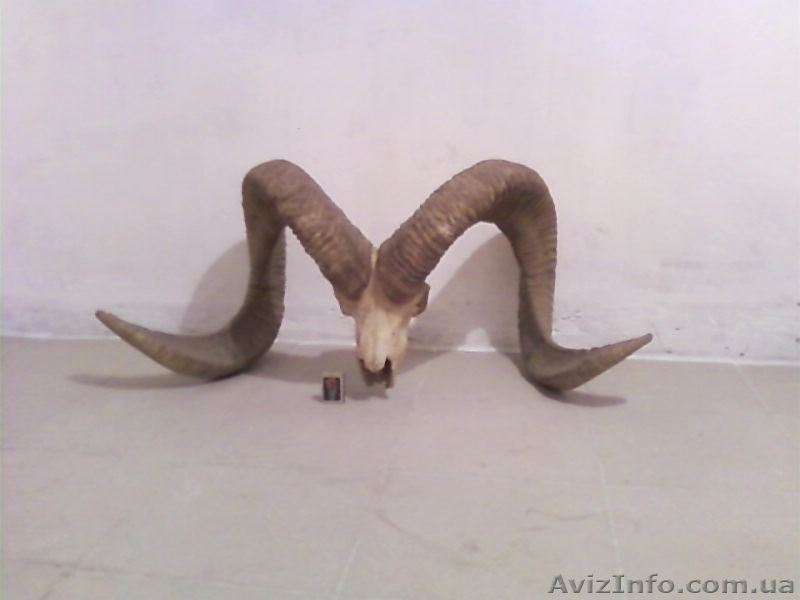 Продам коллекцию рогов - <ro>Изображение</ro><ru>Изображение</ru> #1, <ru>Объявление</ru> #92435