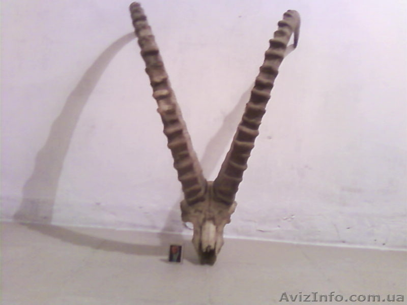 Продам коллекцию рогов - <ro>Изображение</ro><ru>Изображение</ru> #3, <ru>Объявление</ru> #92435