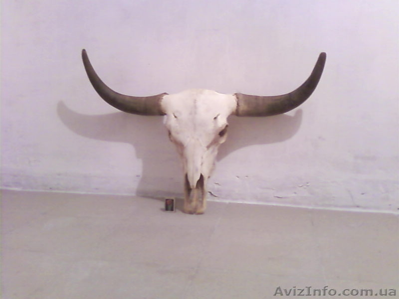 Продам коллекцию рогов - <ro>Изображение</ro><ru>Изображение</ru> #4, <ru>Объявление</ru> #92435