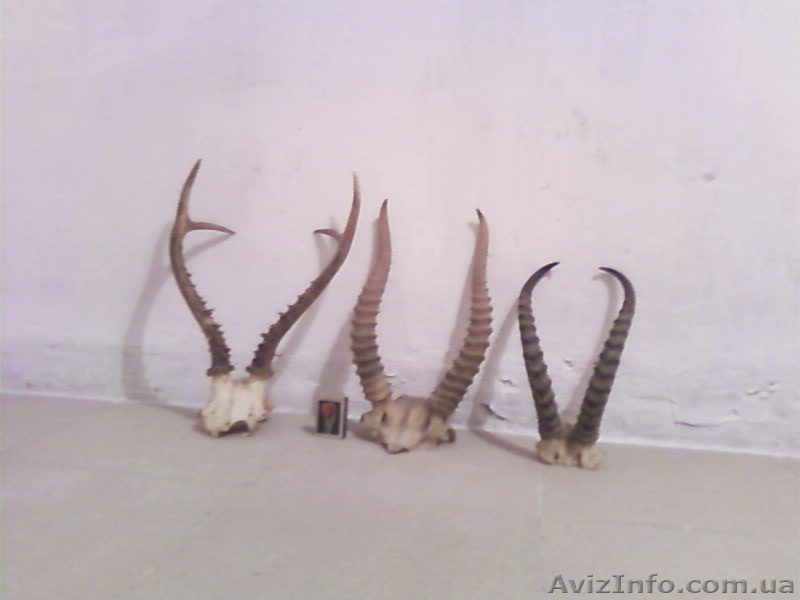 Продам коллекцию рогов - <ro>Изображение</ro><ru>Изображение</ru> #5, <ru>Объявление</ru> #92435