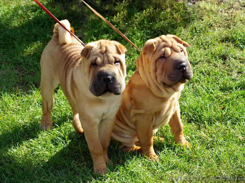 продам породистых щенков шар-пея - <ro>Изображение</ro><ru>Изображение</ru> #2, <ru>Объявление</ru> #102214