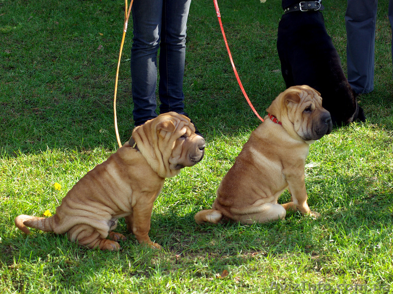 продам породистых щенков шар-пея - <ro>Изображение</ro><ru>Изображение</ru> #3, <ru>Объявление</ru> #102214