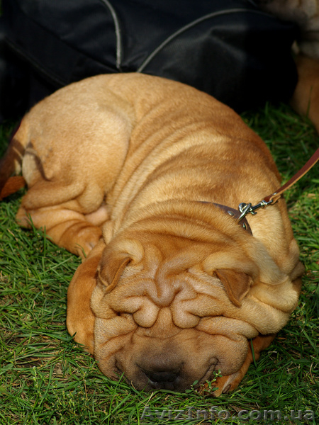 продам породистых щенков шар-пея - <ro>Изображение</ro><ru>Изображение</ru> #4, <ru>Объявление</ru> #102214