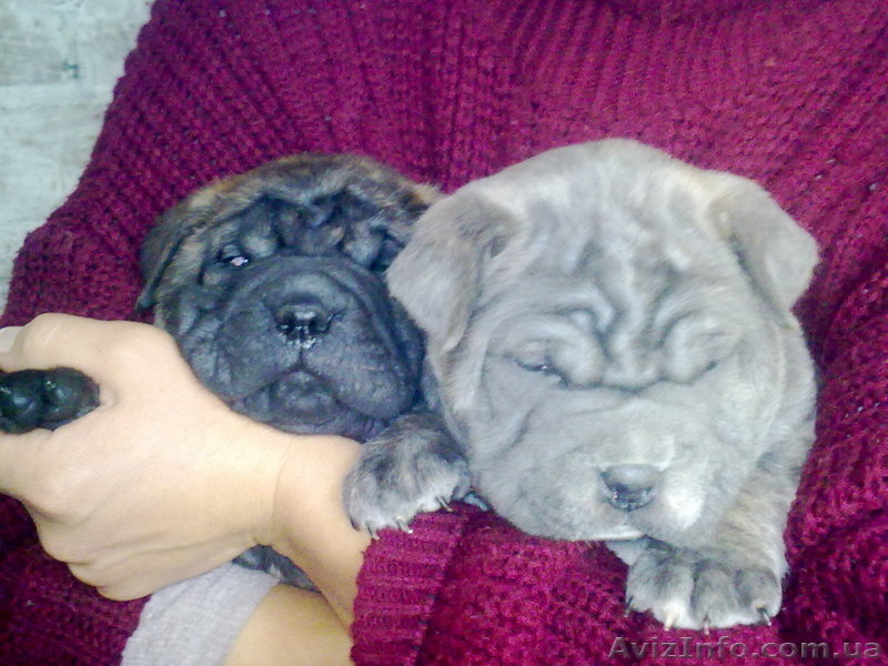 Щенки Мастино Наполетано (Неаполетанский мастиф) - <ro>Изображение</ro><ru>Изображение</ru> #1, <ru>Объявление</ru> #106284