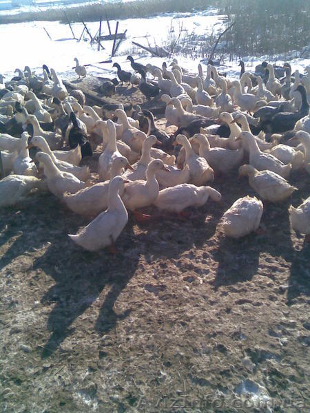 Инкубационные яйца уток - <ro>Изображение</ro><ru>Изображение</ru> #2, <ru>Объявление</ru> #148698