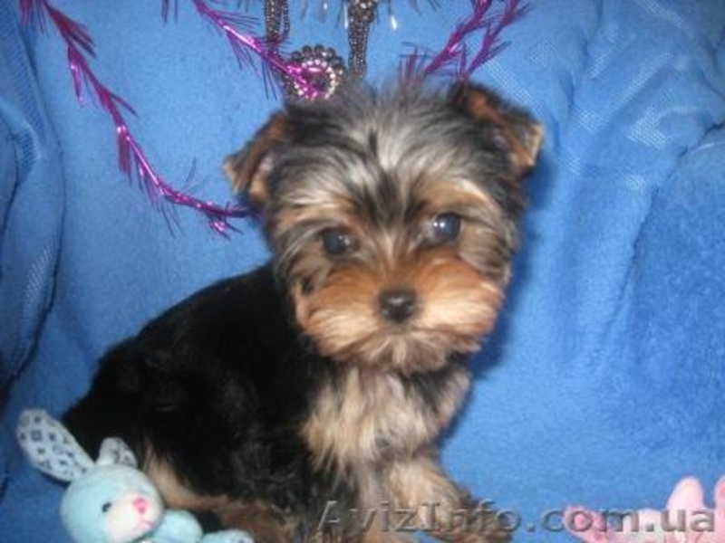 Щеночки Йоркширского терьера (мини и стандарт) - <ro>Изображение</ro><ru>Изображение</ru> #2, <ru>Объявление</ru> #140273
