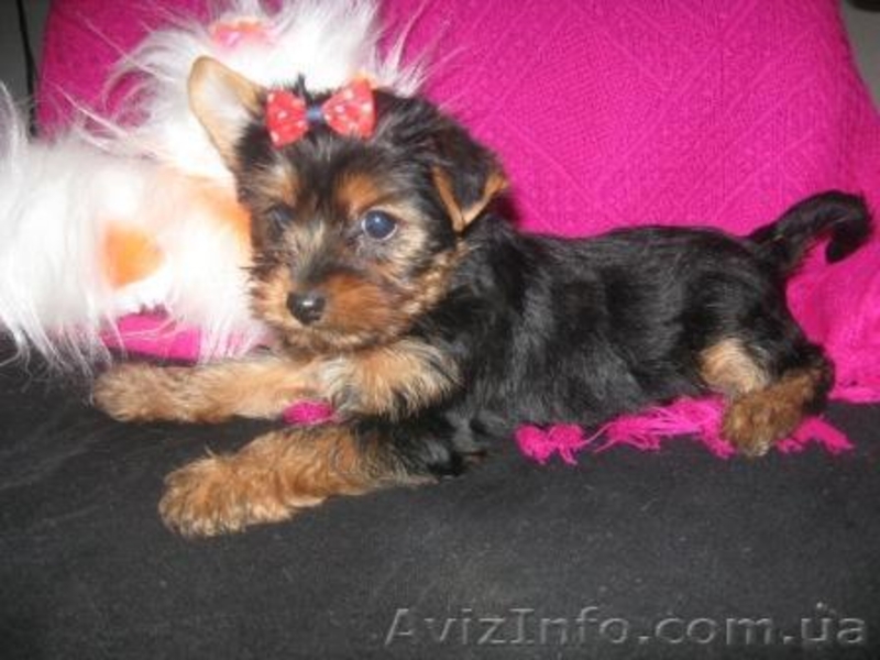 Йоркширский терьер//КСУ. - <ro>Изображение</ro><ru>Изображение</ru> #1, <ru>Объявление</ru> #136896