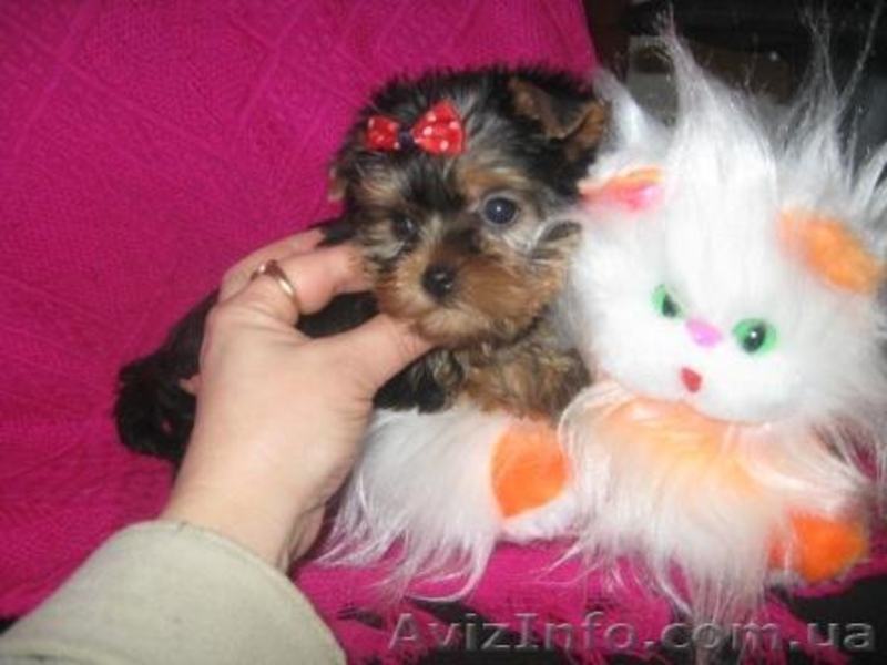 Йоркширский терьер//КСУ. - <ro>Изображение</ro><ru>Изображение</ru> #3, <ru>Объявление</ru> #136896