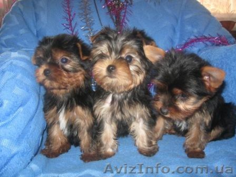 Щеночки Йоркширского терьера (мини и стандарт) - <ro>Изображение</ro><ru>Изображение</ru> #1, <ru>Объявление</ru> #140273