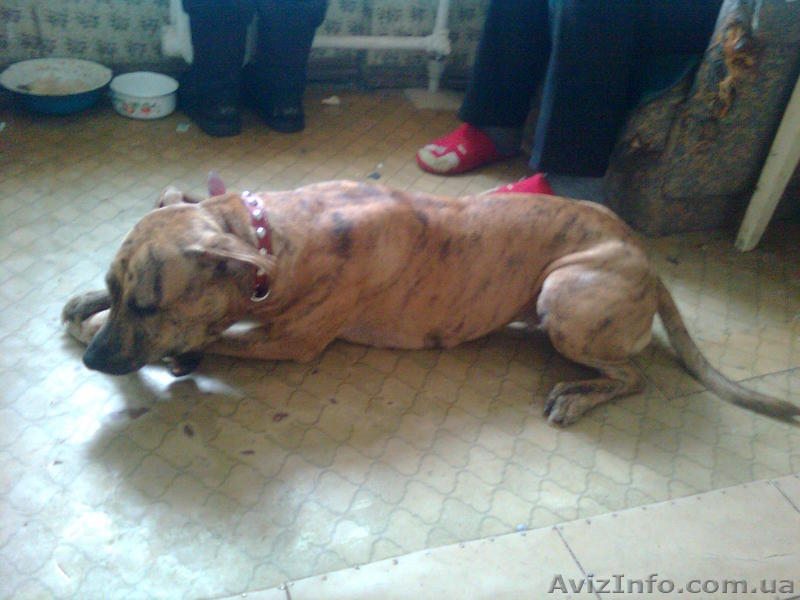 продам собаку питбуль девочка 8мес. Полтава - Собаки - <ro>Изображение</ro><ru>Изображение</ru> #3, <ru>Объявление</ru> #167746