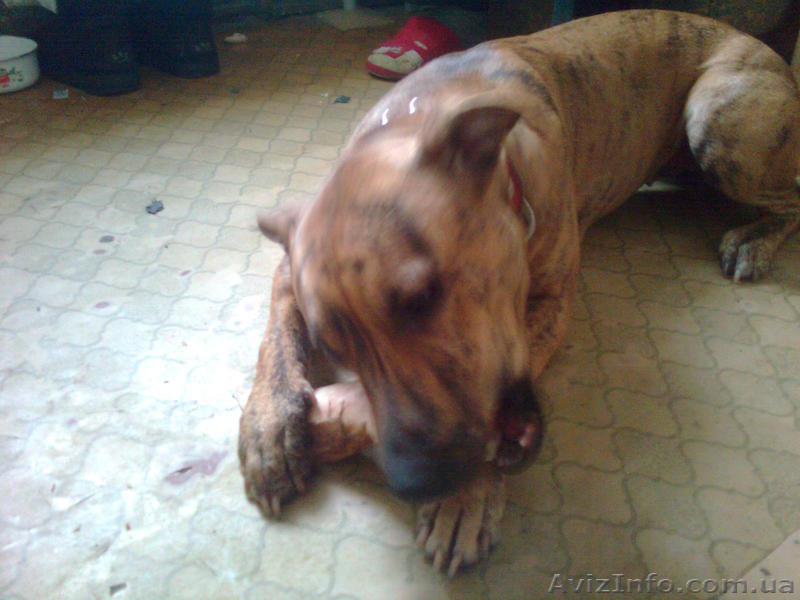 продам собаку питбуль девочка 8мес. Полтава - Собаки - <ro>Изображение</ro><ru>Изображение</ru> #4, <ru>Объявление</ru> #167746