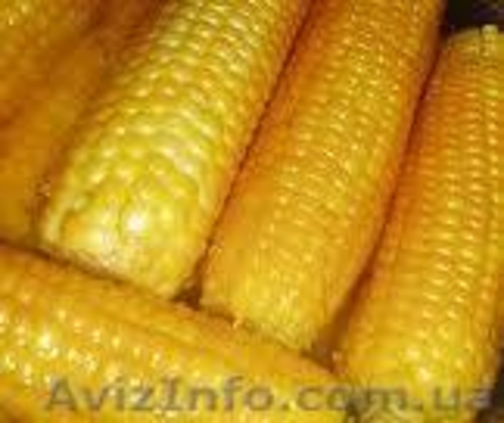 ООО Агро Легион - <ro>Изображение</ro><ru>Изображение</ru> #1, <ru>Объявление</ru> #173452