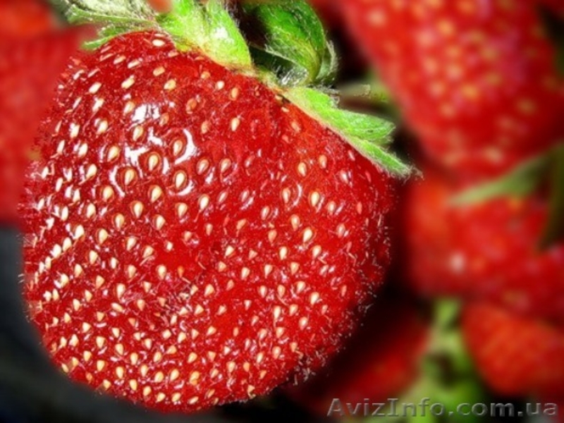 Отличная рассада клубники более 90 сортов открытого грунта - <ro>Изображение</ro><ru>Изображение</ru> #1, <ru>Объявление</ru> #188176