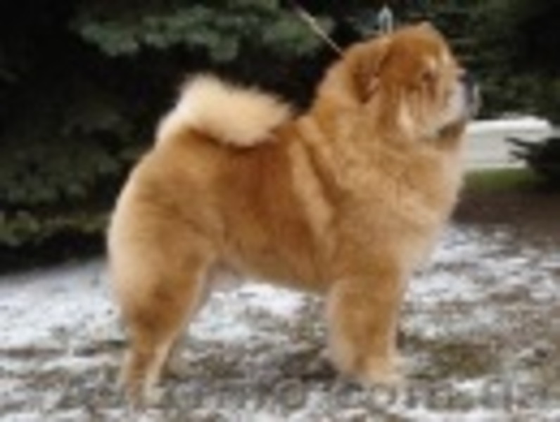 щенки чау-чау - <ro>Изображение</ro><ru>Изображение</ru> #6, <ru>Объявление</ru> #171778