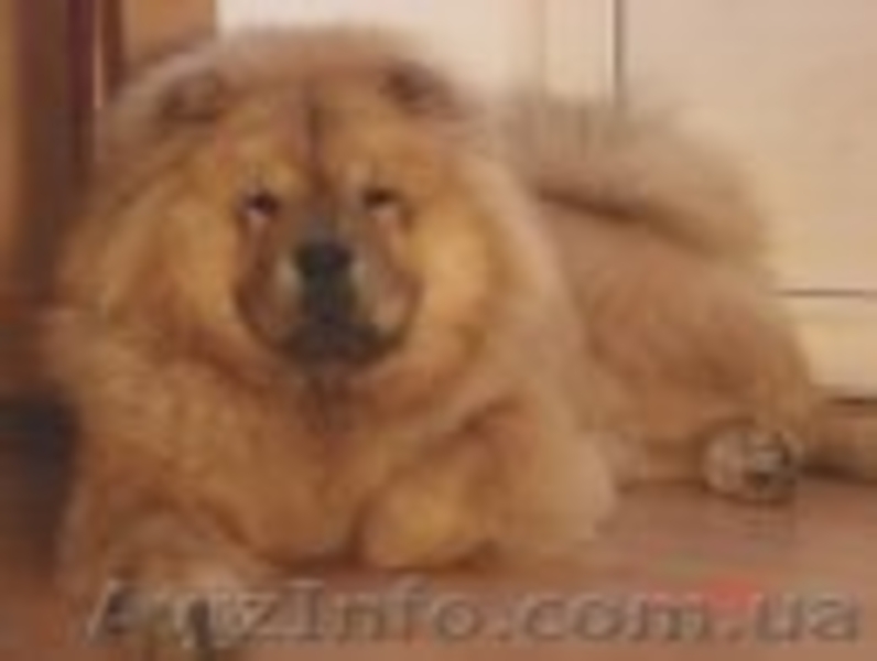 щенки чау-чау - <ro>Изображение</ro><ru>Изображение</ru> #5, <ru>Объявление</ru> #171778