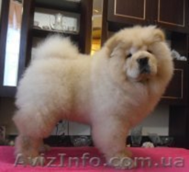 щенки чау-чау - <ro>Изображение</ro><ru>Изображение</ru> #3, <ru>Объявление</ru> #171778
