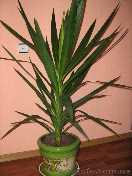 Комнатный цветок Юка - <ro>Изображение</ro><ru>Изображение</ru> #1, <ru>Объявление</ru> #218929