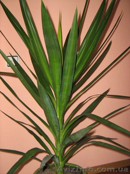 Комнатный цветок Юка - <ro>Изображение</ro><ru>Изображение</ru> #2, <ru>Объявление</ru> #218929