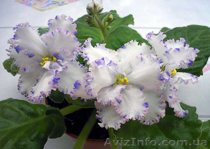 Сенполии, стрептокарпуси, фуксії - <ro>Изображение</ro><ru>Изображение</ru> #2, <ru>Объявление</ru> #231931