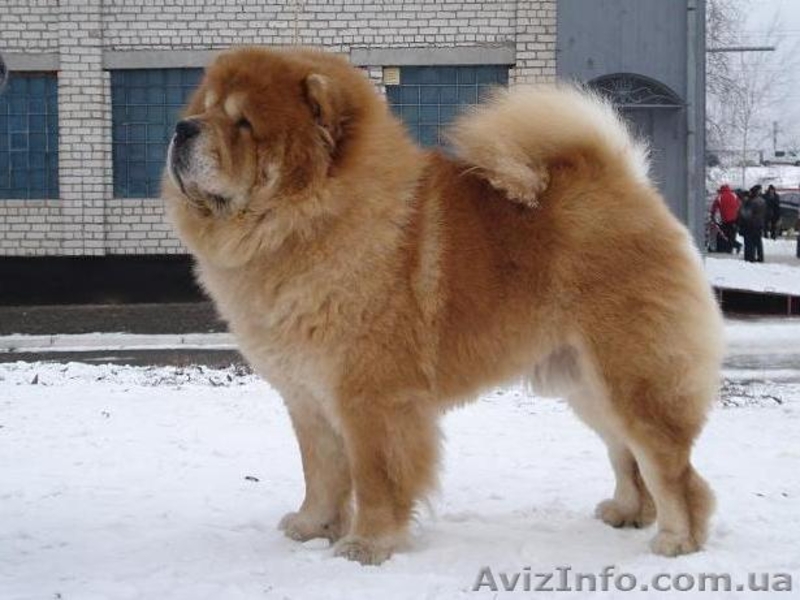 Подрощенный кобельчау-чау - <ro>Изображение</ro><ru>Изображение</ru> #3, <ru>Объявление</ru> #225424