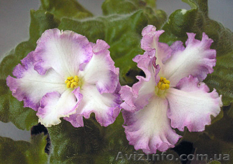 Сенполии, стрептокарпуси, фуксії - <ro>Изображение</ro><ru>Изображение</ru> #1, <ru>Объявление</ru> #231931