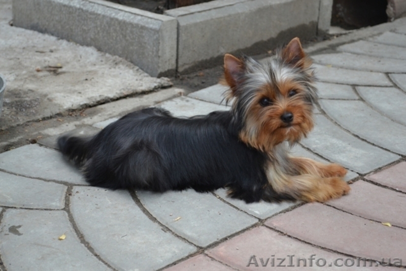 Элитные щеночки йоркширского терьера шоу класса.КСУ - <ro>Изображение</ro><ru>Изображение</ru> #2, <ru>Объявление</ru> #271687