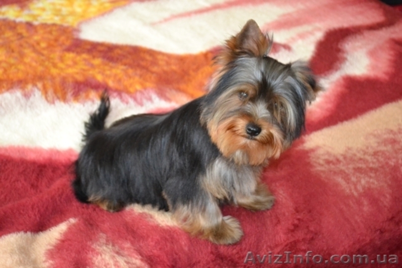 Элитные щеночки йоркширского терьера шоу класса.КСУ - <ro>Изображение</ro><ru>Изображение</ru> #1, <ru>Объявление</ru> #271687