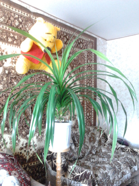 Продаю: цветок Панданус, Полтава - <ro>Изображение</ro><ru>Изображение</ru> #1, <ru>Объявление</ru> #335699